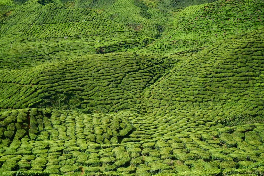 tea, field, landscape, hills, farm, green, tea plants, plants, plantation, nature, tea garden, agriculture, rural, countryside