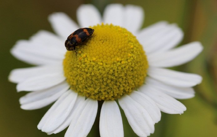 Tisanes & Caffeine-Free German chamomile (Matricaria chamomilla) in flower