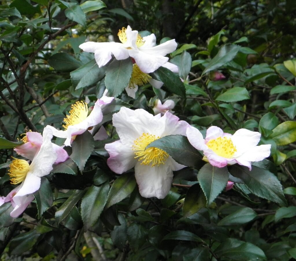 Camellia Sinensis Flower Tisane Camellia sinensis white flower, the tea plant in bloom